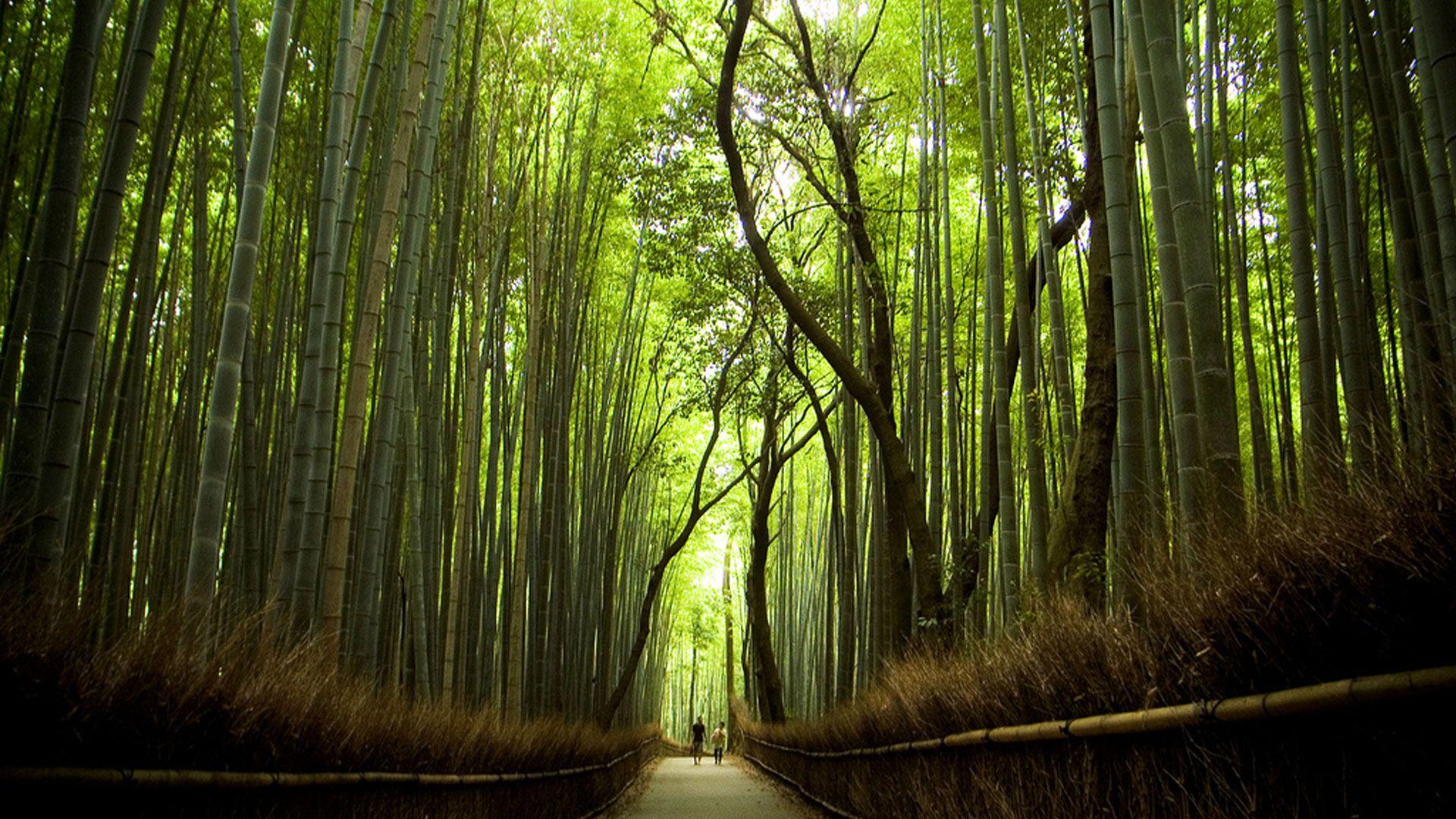Wallpapers Sagano Bamboo Forest in Japan