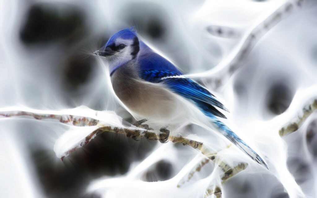 Download Fractalius Blue Jay New Wallpapers