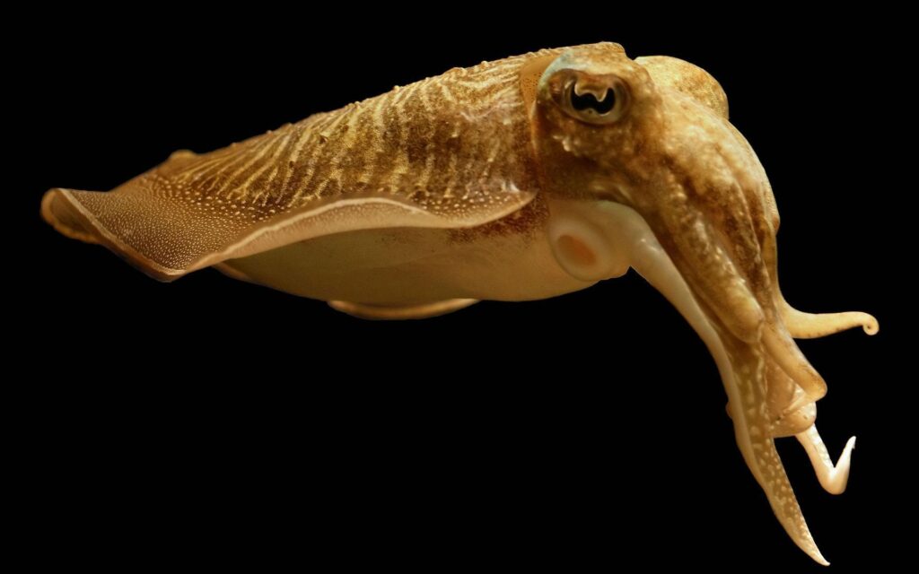 Cuttlefish Live Wallpapers for Android