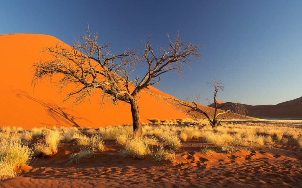 Namibia africa namib desert sky dune sand tree bush 2K wallpapers