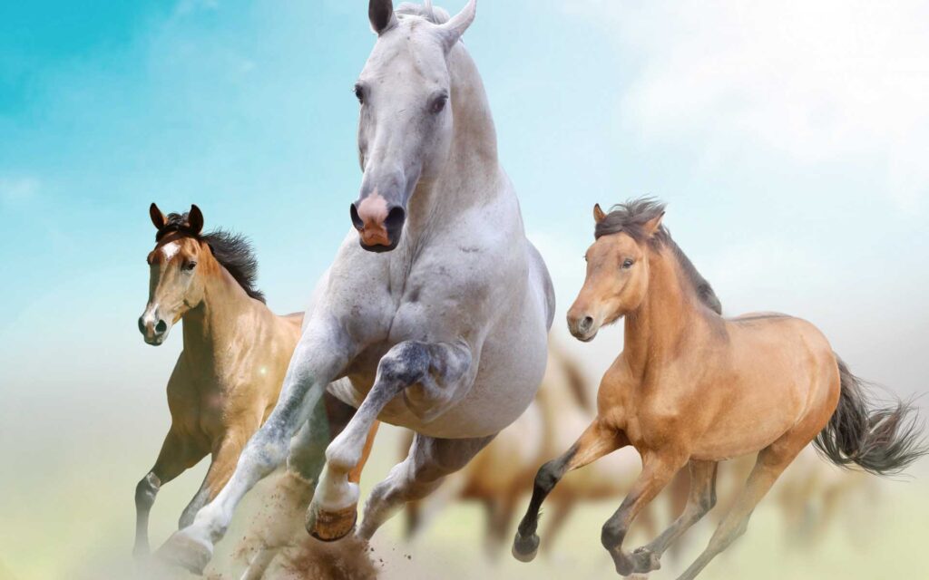 Animals For – Horse Racing Wallpapers Hd