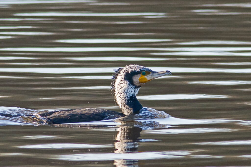 Black and white duck on body of water, cormorant HD