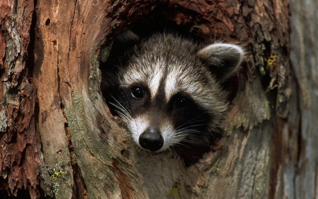 Raccoon Wallpapers