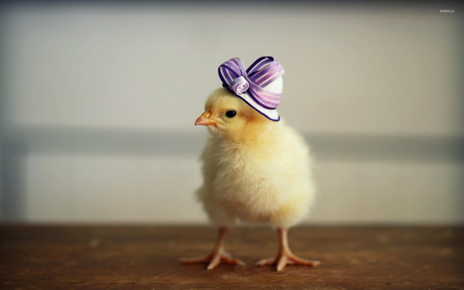 Chick with a purple hat wallpapers