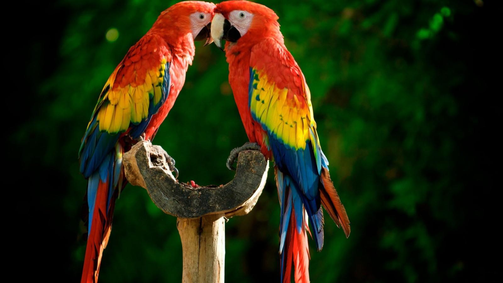 Parrot Wallpapers Kb