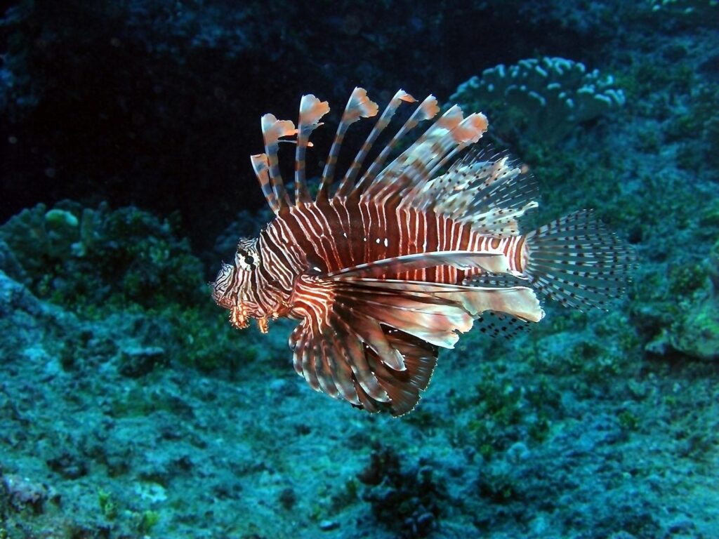 Photo turkey fish Fish Underwater world Animals