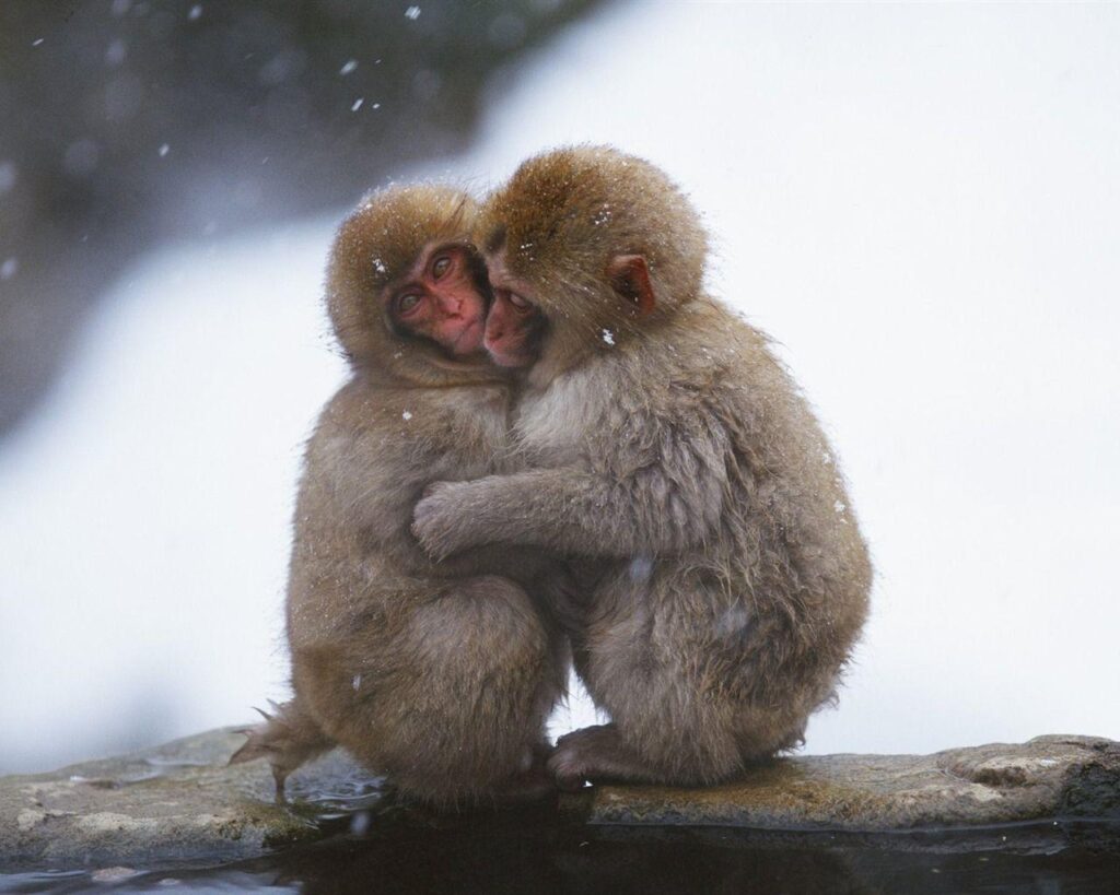 Snow hugged the monkey wallpapers