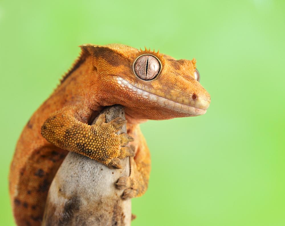 Crested Gecko Wallpapers