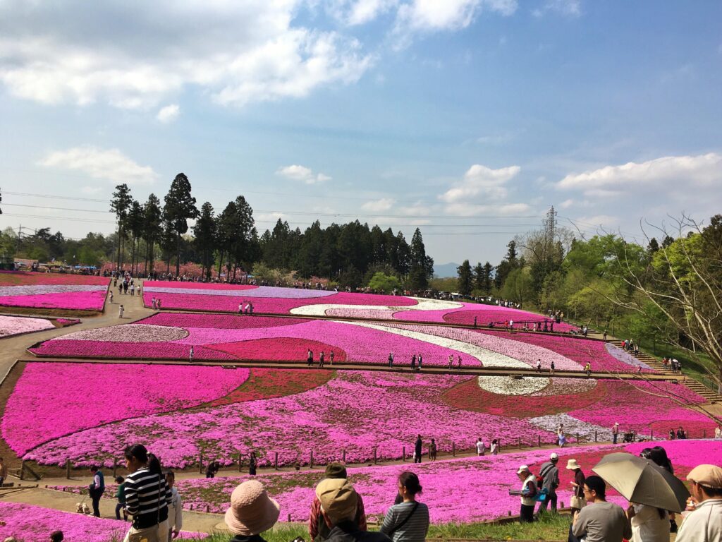 The Pink Paradise Shibazakura Festival in Hitsujiyama Park