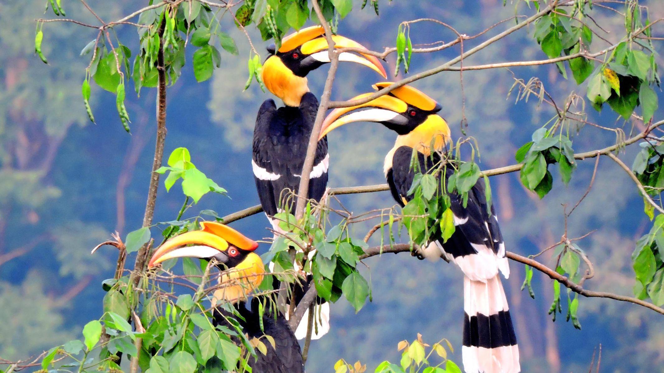 Rhinoceros Hornbills 2K Wallpapers and Backgrounds Wallpaper