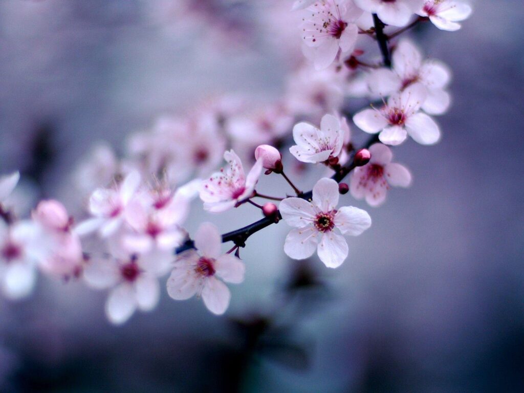 Cherry Blossom Sakura Flower Wallpapers
