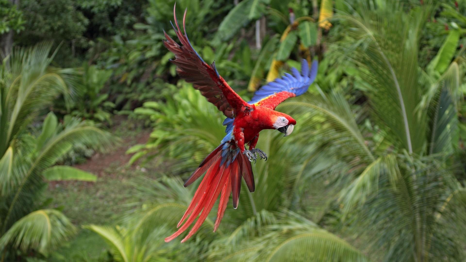 Macaw scarlet macaws birds flight parrots wallpapers