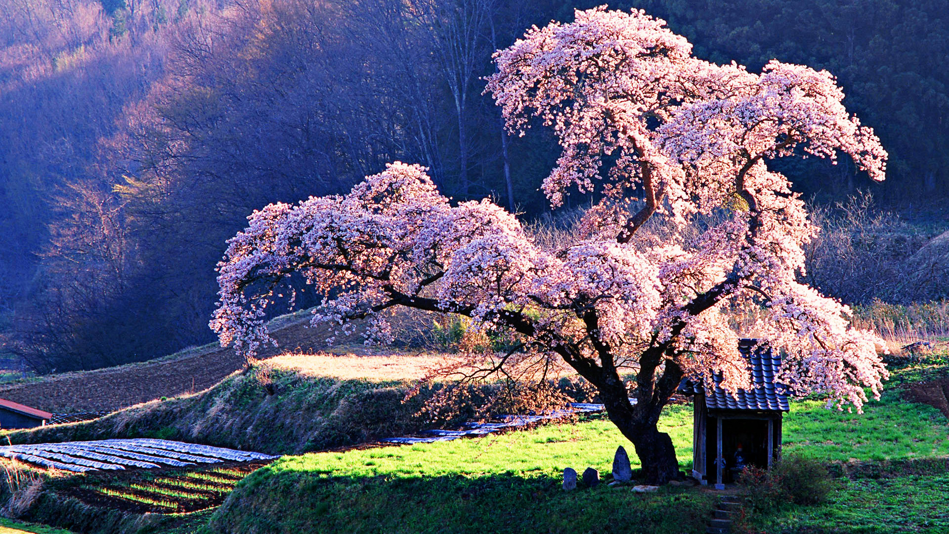 Download Cherry Blossom Wallpapers Wide aHuHaH
