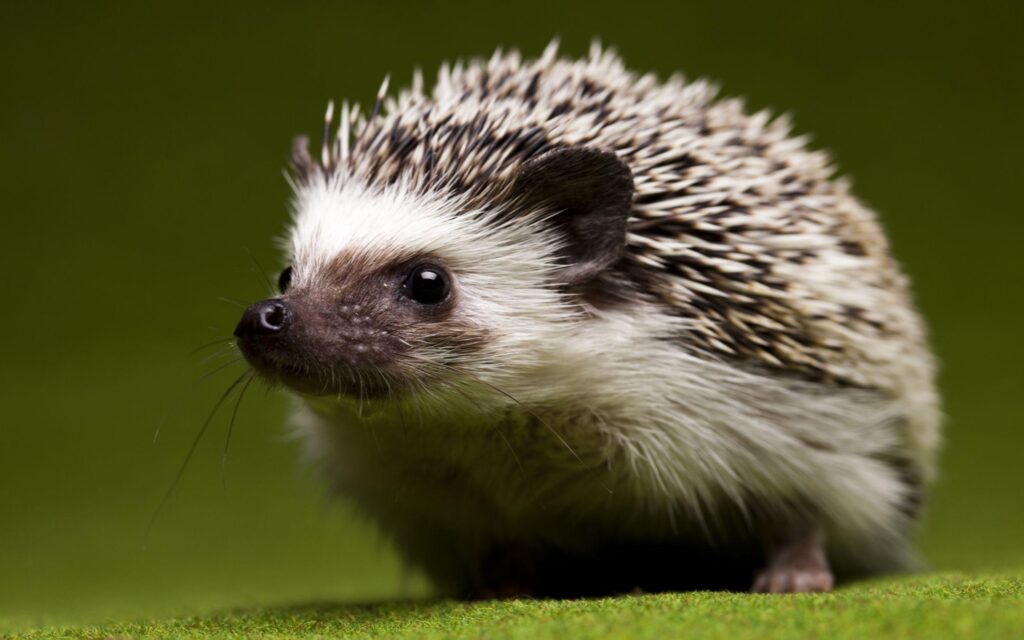 Of The Day Hedgehog – Hedgehog Backgrounds for desktop