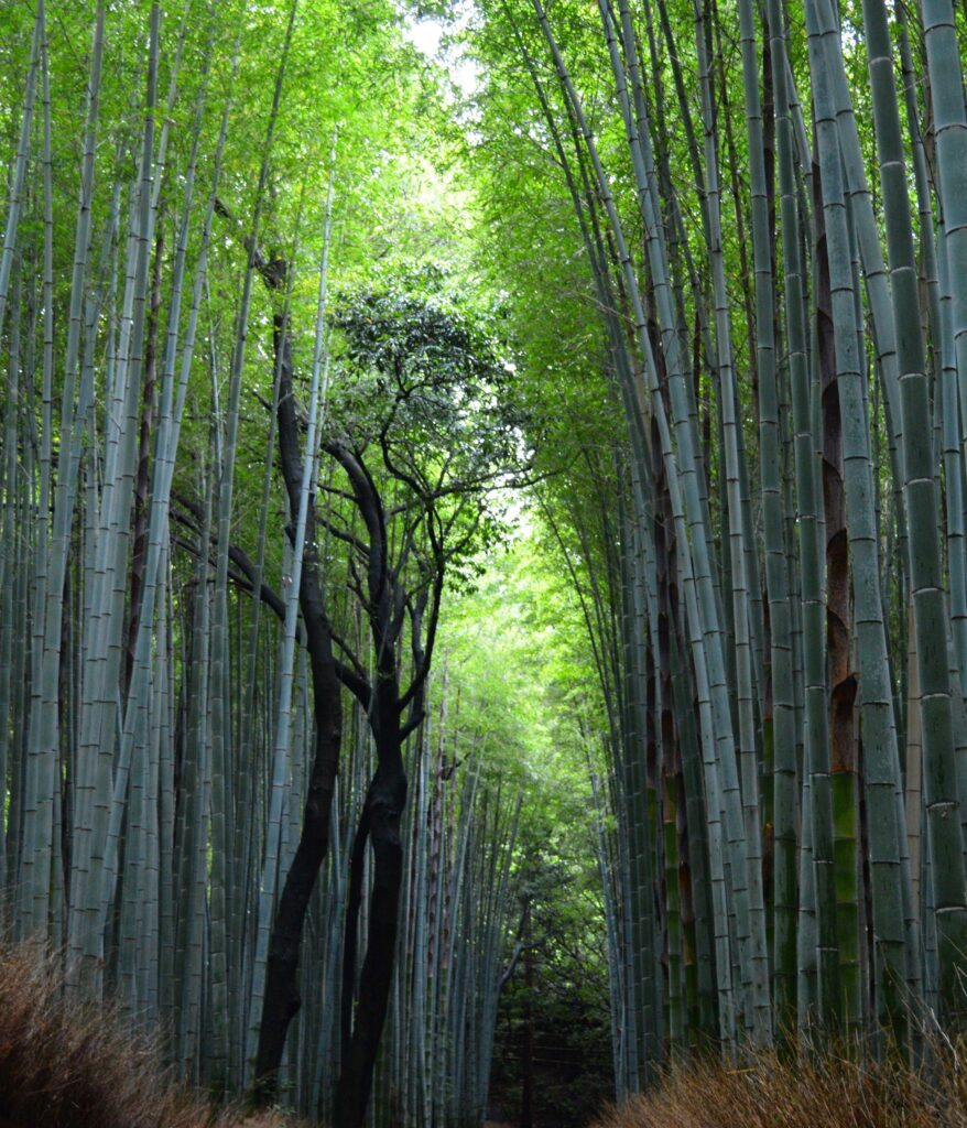 Bamboozled – Kyoto’s Arashiyama Bamboo Grove 2K Wallpapers From