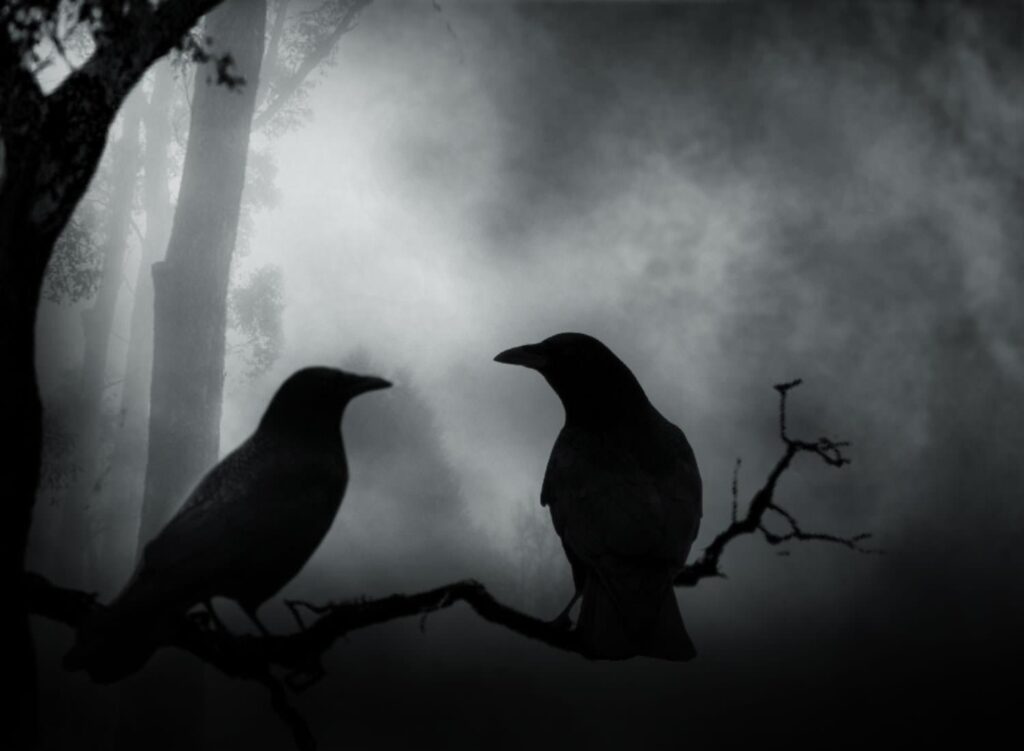 Dark Crows Couple wallpapers from Dark wallpapers