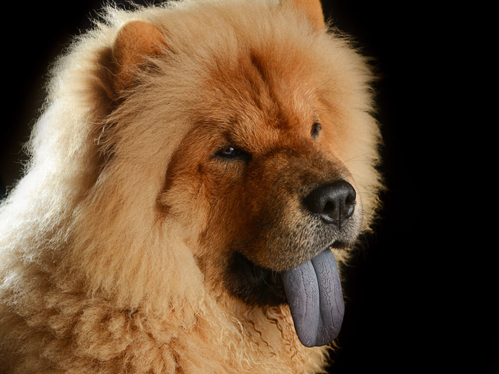 Wallpaper Chow Chow Dogs Ginger color Snout Head Animals