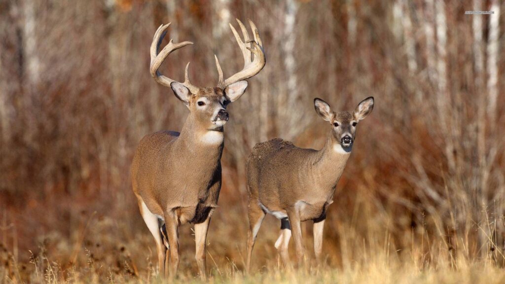Wallpapers For – Whitetail Buck Deer Wallpapers