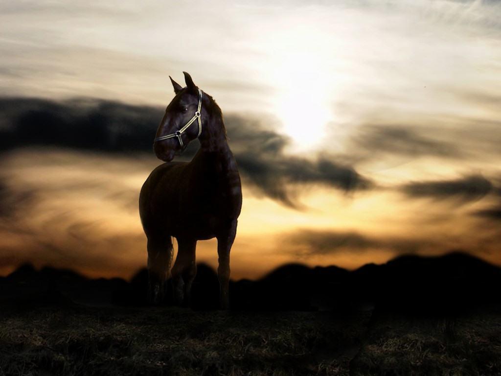 Animal Horse Free Wallpapers Android Wallpapers computer