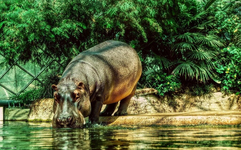 Hippopotamus 2K Wallpapers