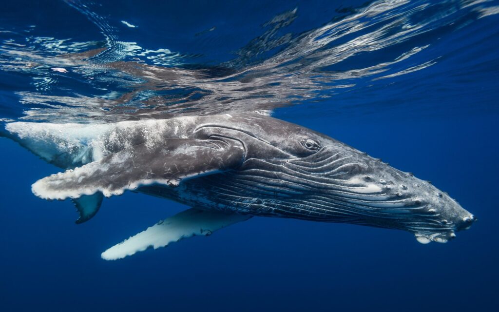 Humpback Whale 2K Wallpapers