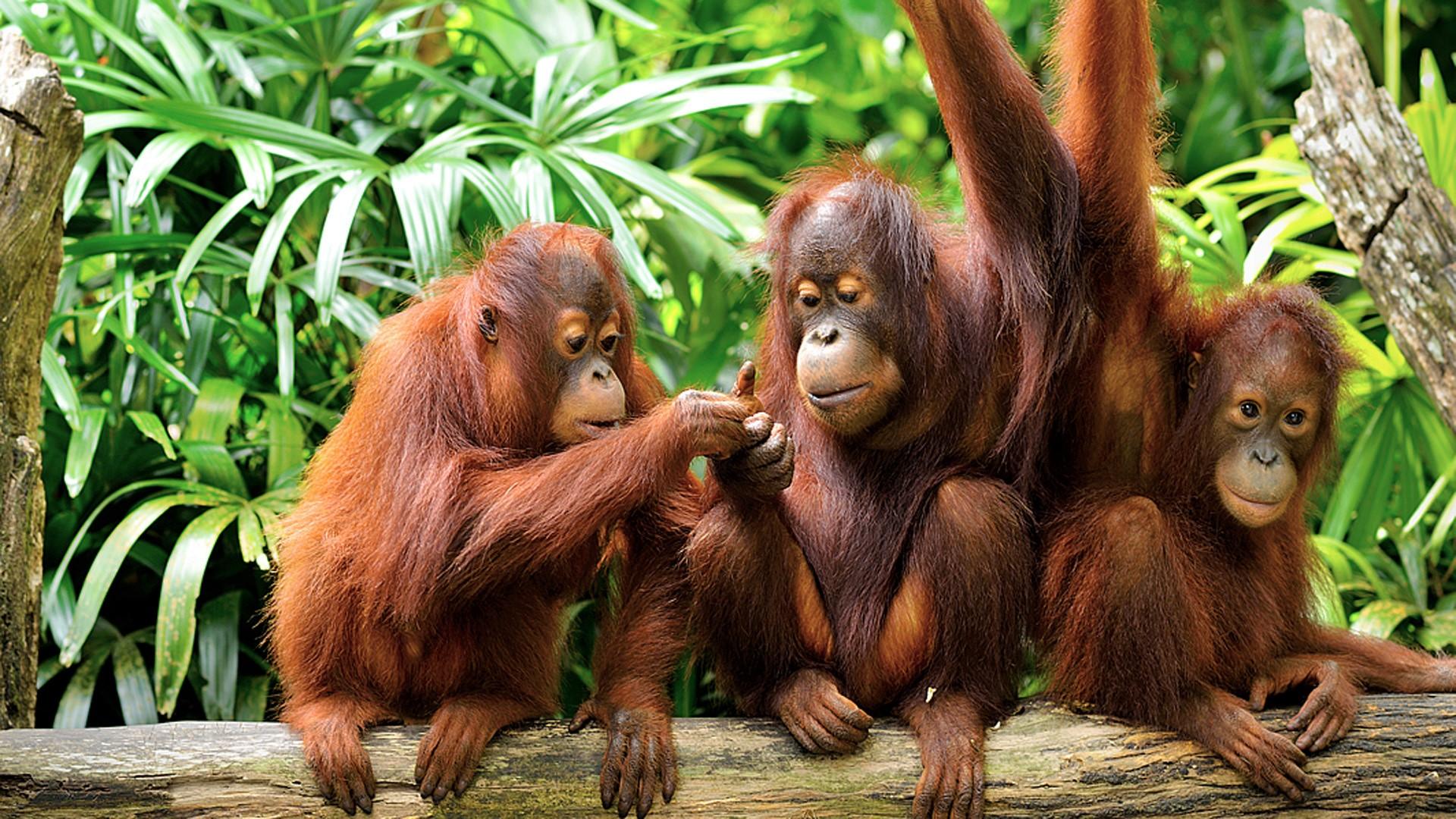 Cute Orangutans 2K Wallpapers