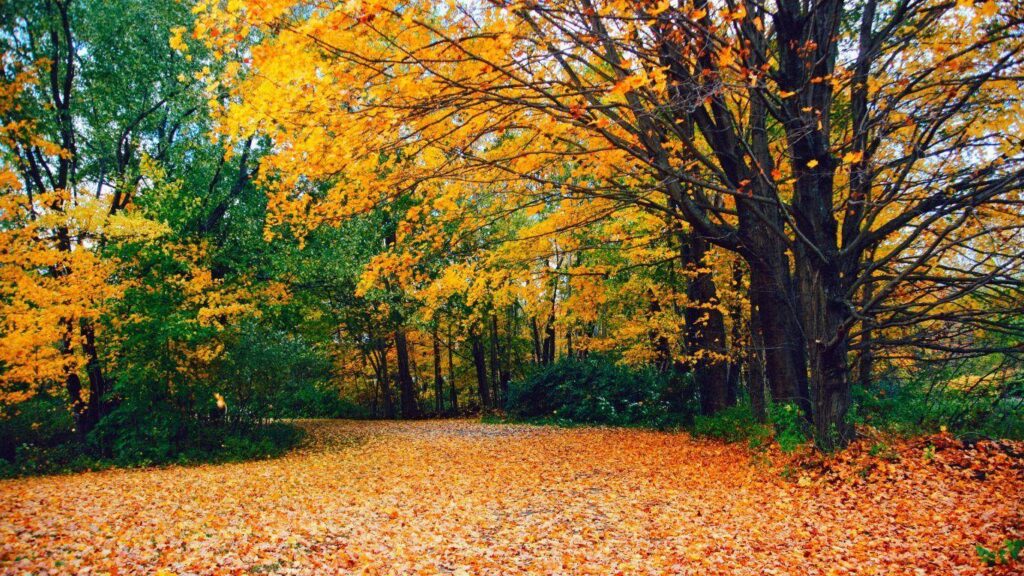 Forests Yellow Autumn River Water Nature Connecticut Forest Fall