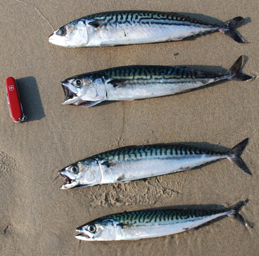 Fish of the week Atlantic Mackerel