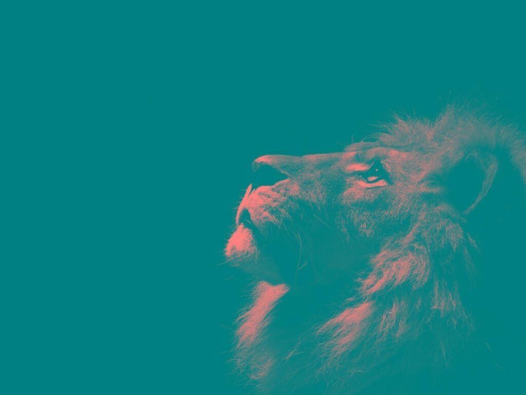 Lion Wallpapers  2K Wallpapers