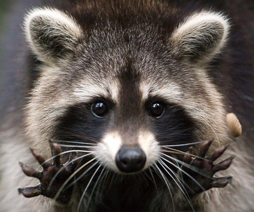 Raccoon Wallpapers High Quality