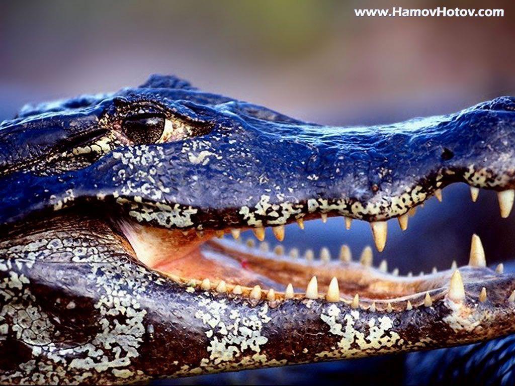 Wallpapers DB alligator wallpapers