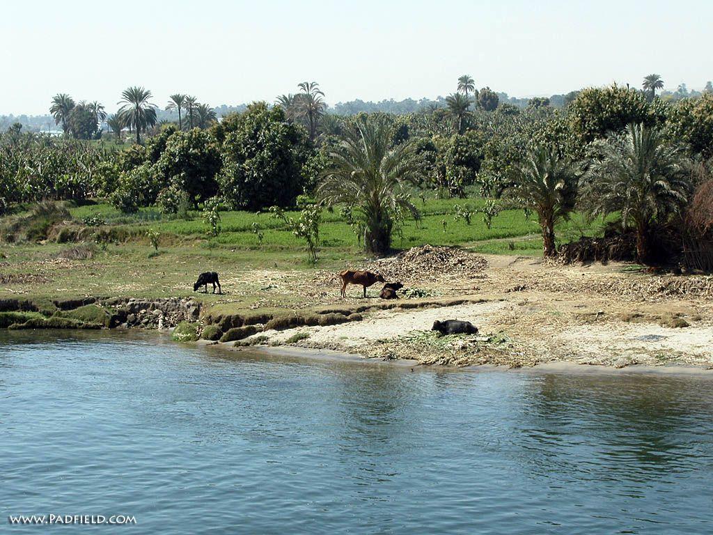 River’s Edge Nile River, Egypt Photographs Moses, Joseph Free for