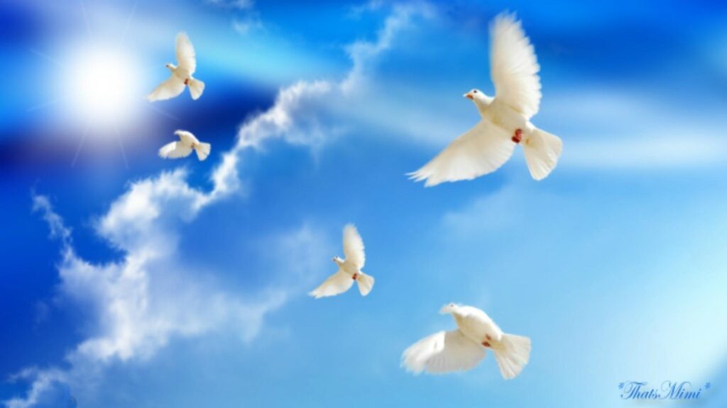 Peace Dove Wallpapers