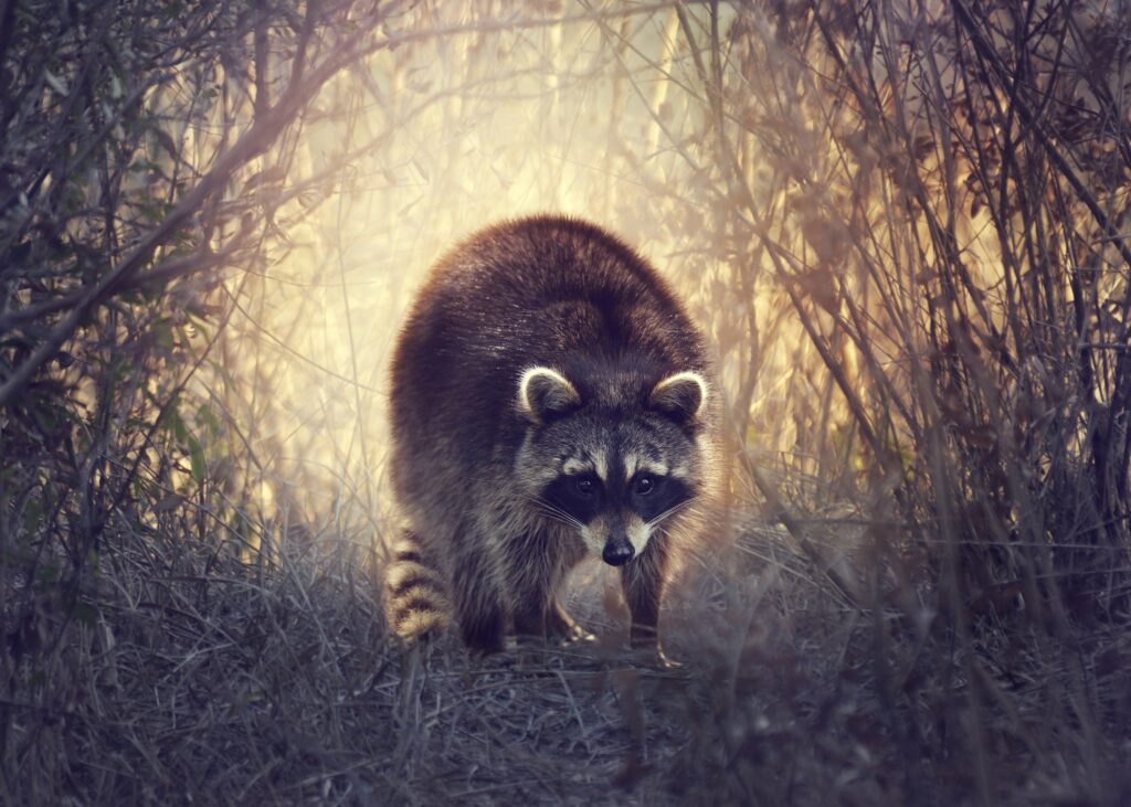 Raccoons 2K Wallpapers animals high resolution