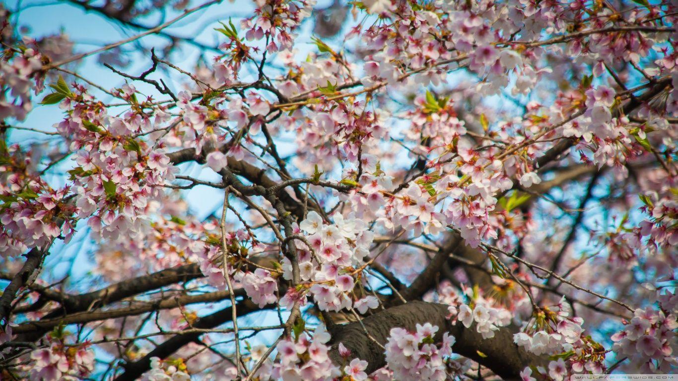 Cherry Blossom Seoul 2K desk 4K wallpapers Widescreen High