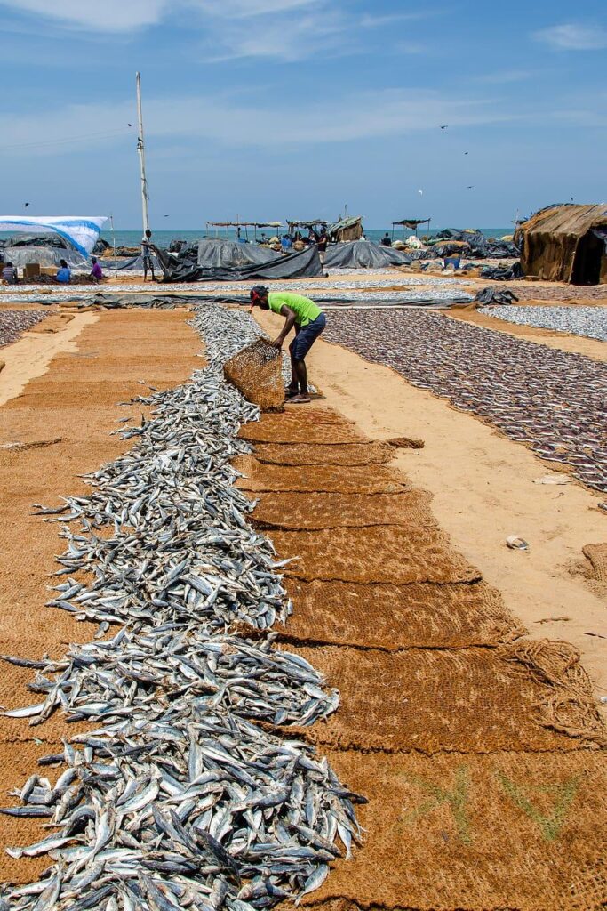 HD wallpaper fish, dried fish, sardines, asia, fishing