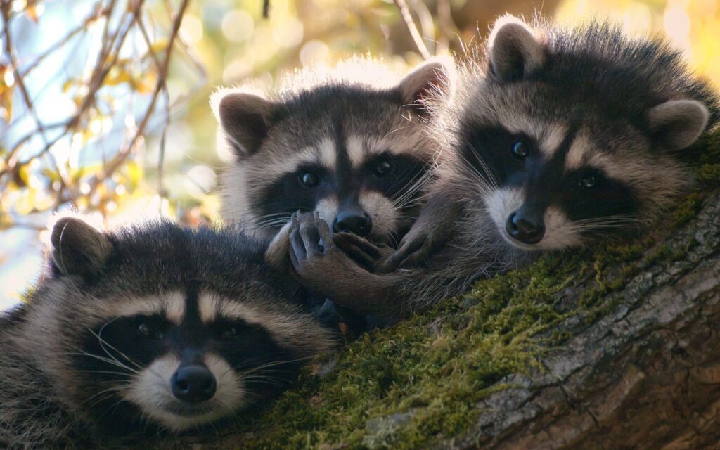Baby Raccoons Wallpapers free download in high quality widescreen