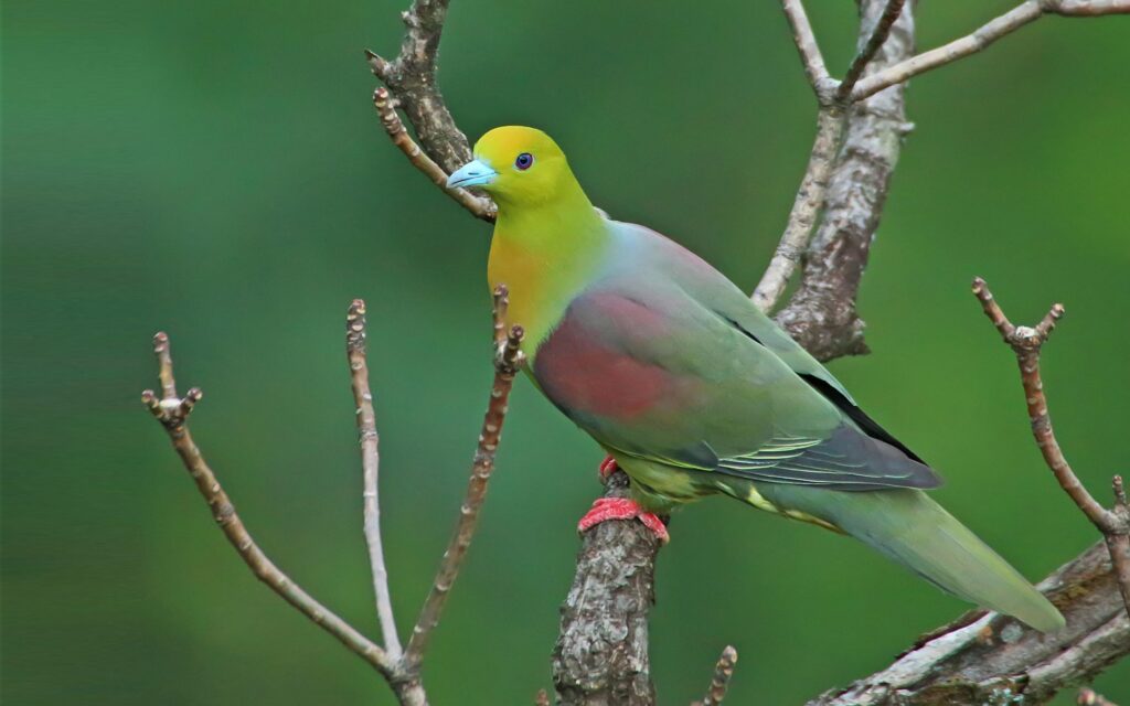 Bird Green Pigeon Wedge Tailed Scientific Name Treron Bird