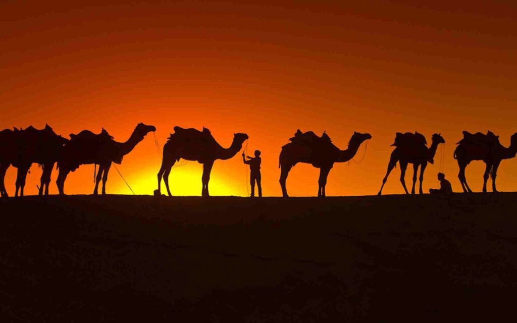 Best Camel Wallpapers on HipWallpapers