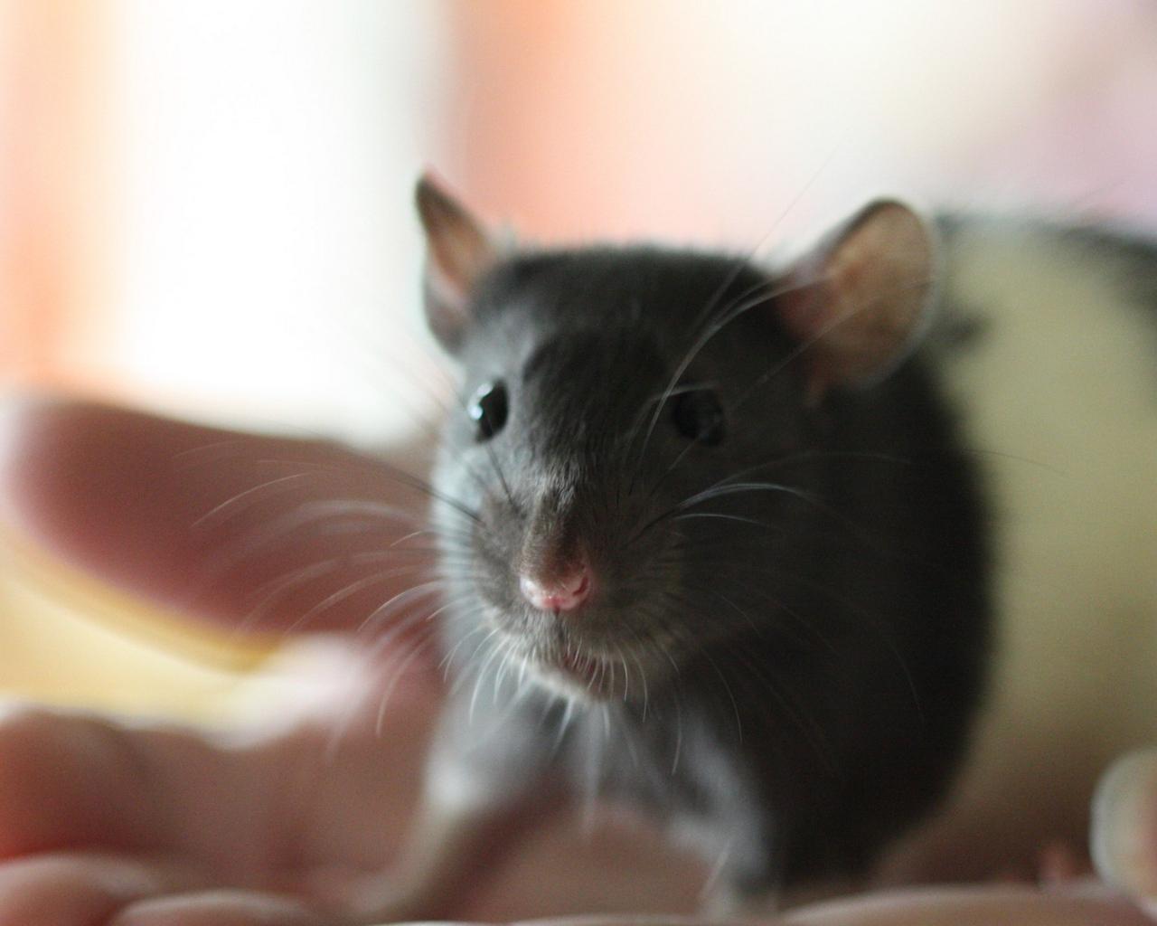 Download wallpapers mouse, rat, face, rodent standard