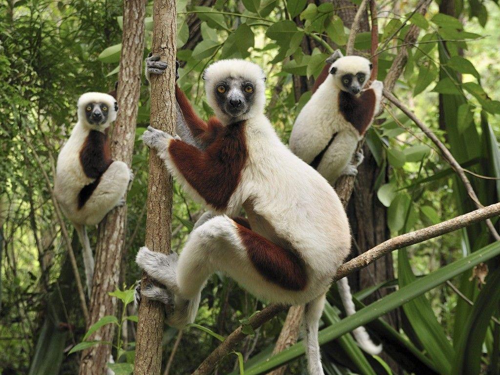 4K sites in Madagascar