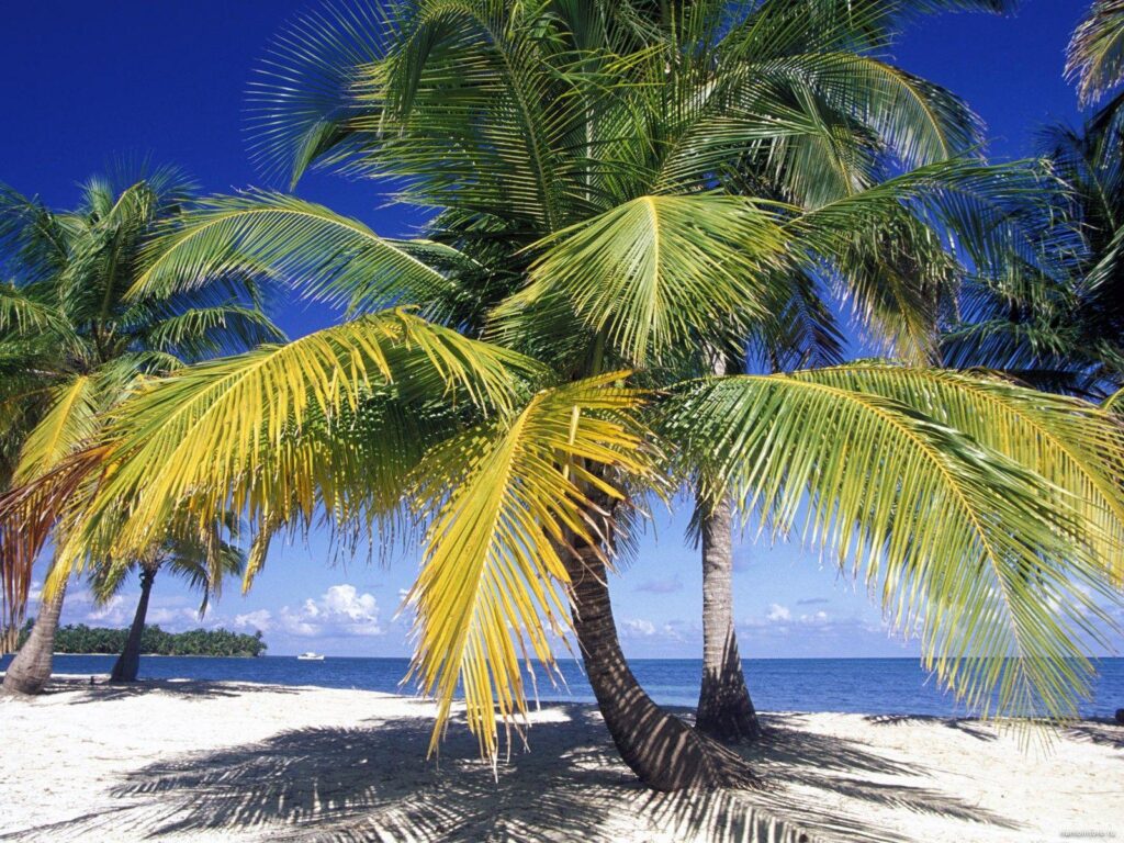 Palm trees in Belize, coast, nature, palm trees, tropics