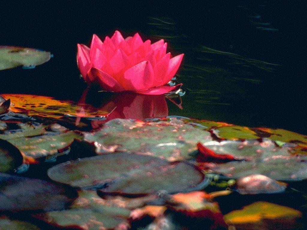 Flower wallpapers for pc, flower lotus Wallpapers