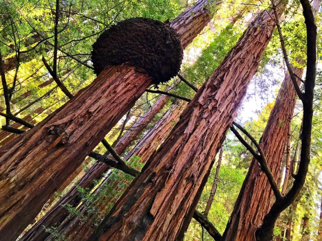 Muir Woods National Monument Learn More About This Ancient Forest