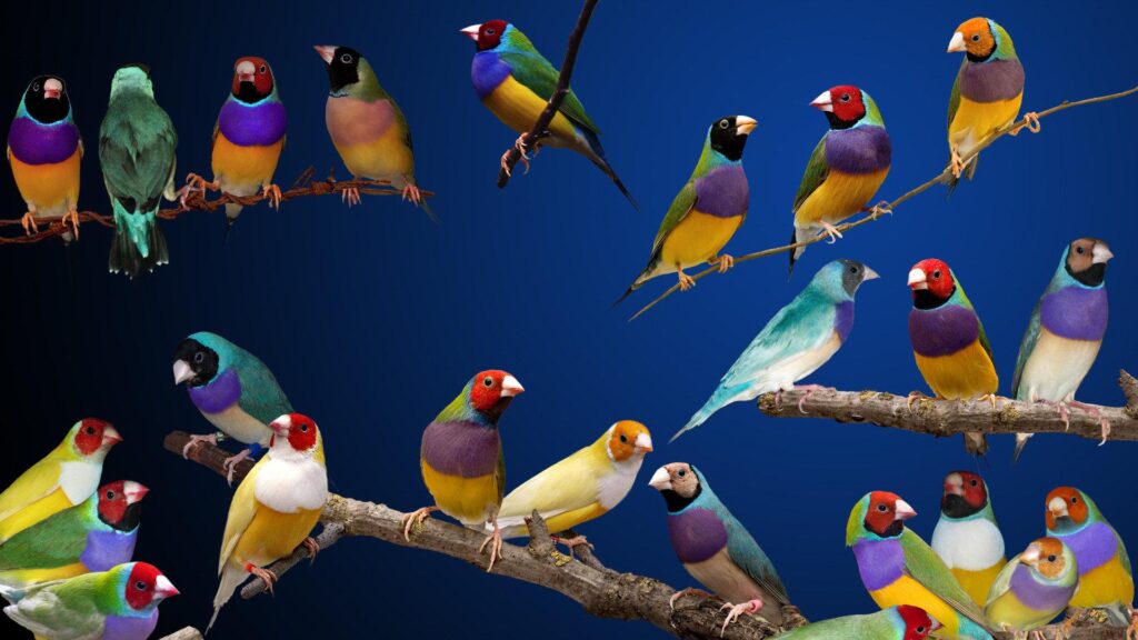 Gouldian finches 2K Wallpapers