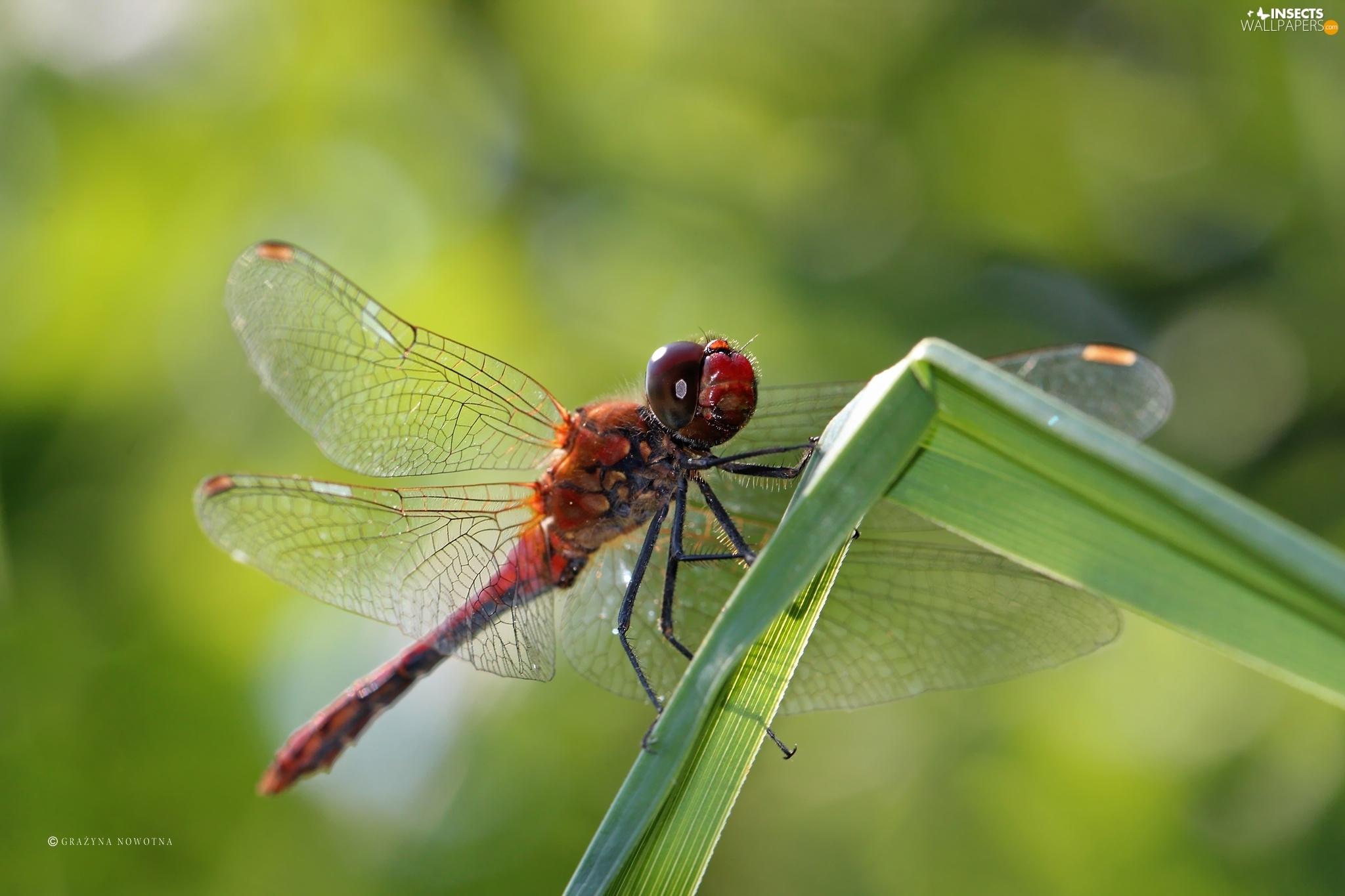 Free download Red Insect dragon fly Insects wallpapers