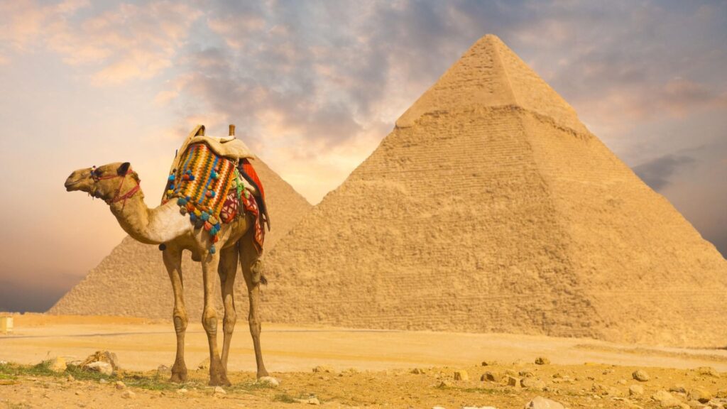 Best Camel Wallpapers on HipWallpapers