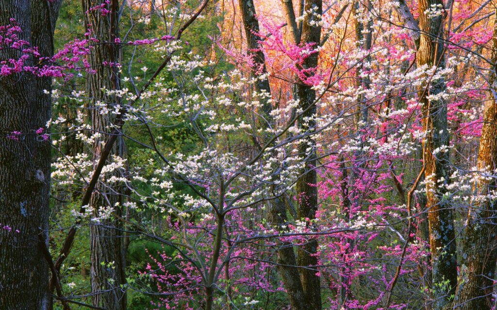 Shenandoah National Park, Virginia, US