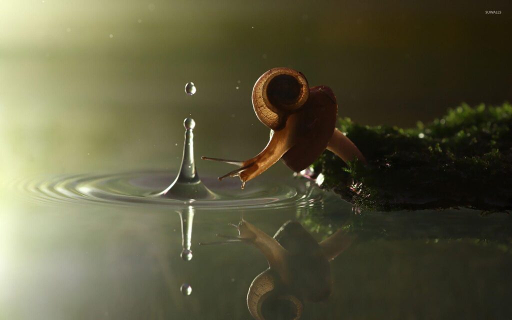 Snail wallpapers