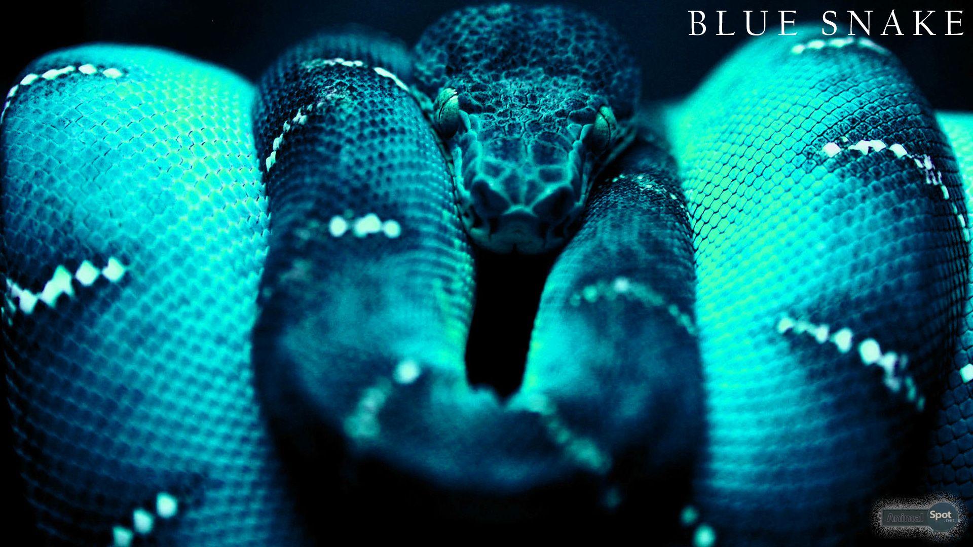Snakes Wallpaper Snake 2K wallpapers and backgrounds photos